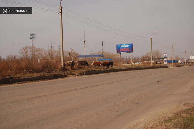 слон, коровы, трк слон, улицы города, администрация, церковь на машгородке, строительство храма, васильевская свалка, весна, миасс, в миассе